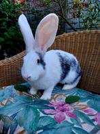 Duitse reuzen, Dieren en Toebehoren, Meerdere dieren, Groot, 0 tot 2 jaar