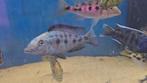 Malawi nimbochromis Rostratus