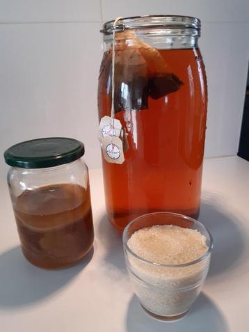 kombucha beschikbaar voor biedingen