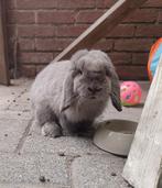 Lieve aanhankelijke jonge nhd ram, Dieren en Toebehoren, Konijnen, Mannelijk, Klein, Hangoor, 0 tot 2 jaar