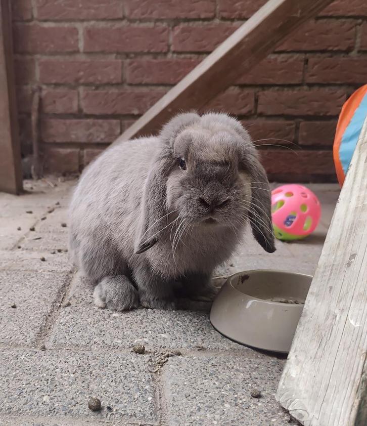 Lieve aanhankelijke jonge nhd ram, Dieren en Toebehoren, Konijnen, Klein, Mannelijk, 0 tot 2 jaar, Hangoor