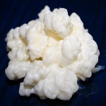 Yoghurtbloemetjes (kefir) beschikbaar voor biedingen