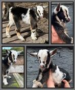 Magnifique et adorable chevreau mâle toy, Animaux & Accessoires, Moutons, Chèvres & Cochons, Mâle, Chèvre, 0 à 2 ans