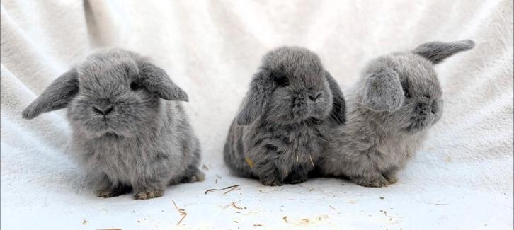 Jonge nhd/minilop konijntjes, Dieren en Toebehoren, Konijnen, Dwerg, Meerdere dieren, 0 tot 2 jaar, Hangoor