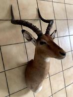 Impala naturalisé empaillé, animal d'Afrique, Enlèvement, Utilisé, Animal sauvage, Animal empaillé