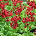 Primula Millers Crimson vaste plant, Tuin en Terras, Planten | Tuinplanten, Ophalen, Vaste plant