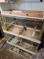 Vogels + kooien, Meerdere dieren