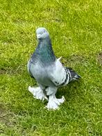 Takla duiven, Dieren en Toebehoren