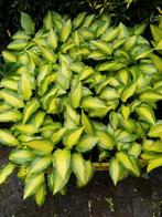 Hosta Abana, Ophalen of Verzenden