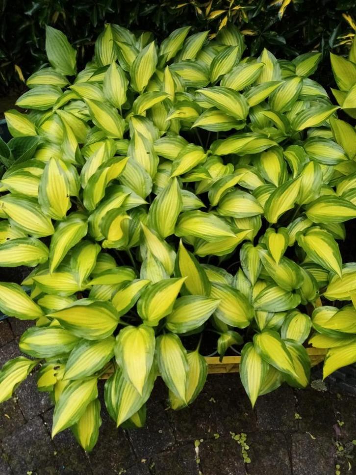 Hosta Abana, Tuin en Terras, Planten | Tuinplanten, Ophalen of Verzenden
