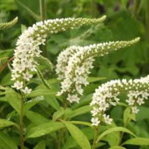 puntwederik, margriet, guldenroede, aster mauve, meiklokjes, Tuin en Terras, Planten | Tuinplanten, Vaste plant, Kruiden, Ophalen