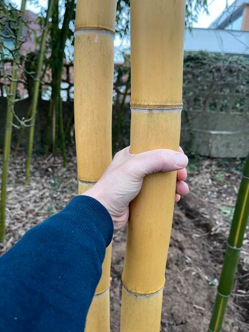 Reuze bamboe, Tuin en Terras, Planten | Tuinplanten, Ophalen