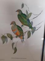 Vogel drukwerk, Antiek en Kunst, Kunst | Litho's en Zeefdrukken, Ophalen