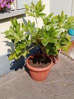 fatsia japonica vingerplant, Huis en Inrichting, Kamerplanten, Ophalen, 100 tot 150 cm, Palm, Halfschaduw