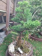 bonsai, Ophalen, In pot, Minder dan 100 cm