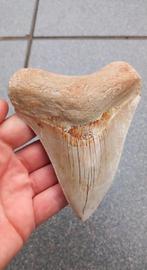 Megalodon haaientand 11,8 cm fossiel uit Indonesië haai, Verzamelen, Ophalen of Verzenden, Fossiel