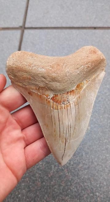 Dent de requin mégalodon, fossile de 11,8 cm provenant d'un, Collections, Enlèvement ou Envoi, Fossile