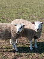 Rammen te koop, Dieren en Toebehoren, Schapen, Geiten en Varkens