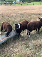 Zwartbles rammen, Dieren en Toebehoren, Mannelijk, Schaap, 0 tot 2 jaar