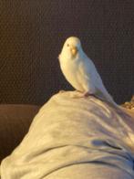 handtamme grasparkiet man, Dieren en Toebehoren