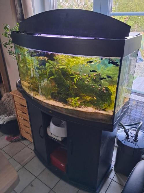 aquarium juwel 180 liter met vissen VERLAAGD 200 EURO, Dieren en Toebehoren, Vissen | Aquaria en Toebehoren, Ophalen of Verzenden