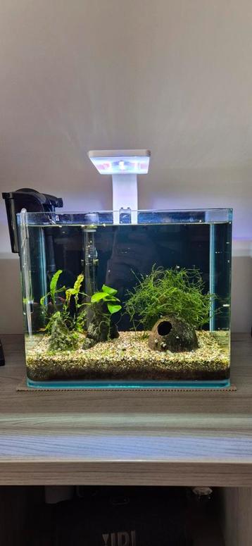 Petit aquarium complet  beschikbaar voor biedingen