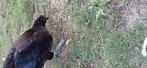 3 Jonge Ayam cemani haantjes 4 maanden oud, Dieren en Toebehoren, Pluimvee, Mannelijk, Kip