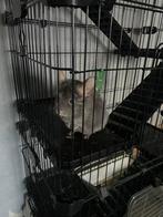Chinchilla gris  femelle, Ophalen, Zo goed als nieuw, Kooi, Chinchilla