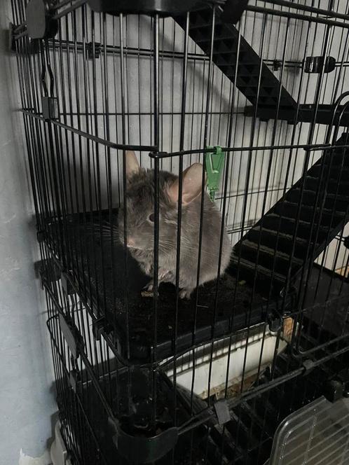 Chinchilla gris  femelle, Dieren en Toebehoren, Knaagdieren en Konijnen | Hokken en Kooien, Zo goed als nieuw, Kooi, Chinchilla
