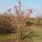 Viburnum bodnantense 'Dawn', Enlèvement