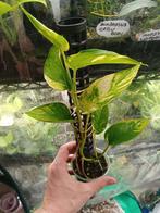 Epipremnum Aureum, Ophalen, Overige soorten, Halfschaduw, In pot