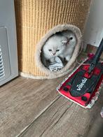 Brits korthaar kittens met stamboom, Meerdere dieren, 0 tot 2 jaar, Gechipt