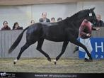 Dressuurmerrie, Dieren en Toebehoren, Paarden, Merrie, Met stamboom, Niet van toepassing, Dressuurpaard