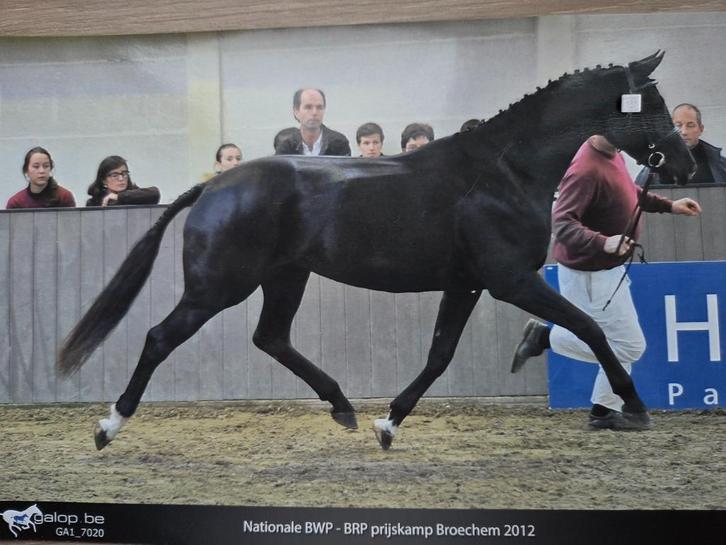 Dressuurmerrie, Dieren en Toebehoren, Paarden, Merrie, Niet van toepassing, 170 tot 175 cm, 11 jaar of ouder, Dressuurpaard, Met stamboom