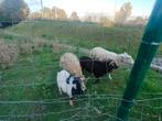 3 schapen en 1 geit te samen, Dieren en Toebehoren, Schapen, Geiten en Varkens, Meerdere dieren, Schaap, 0 tot 2 jaar