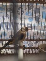 femelle chardonnerets, Animaux & Accessoires, Oiseaux | Oiseaux Autre, Femelle