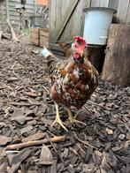 Marans en leghorn, Dieren en Toebehoren, Pluimvee