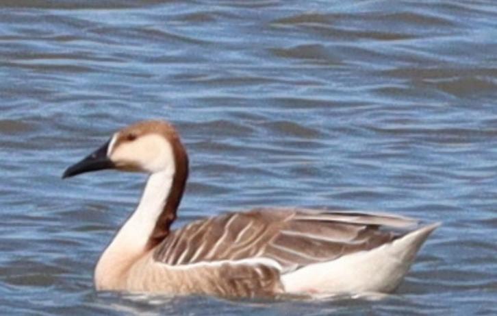 Diverse soorten eenden en ganzen, Dieren en Toebehoren, Pluimvee, Eend