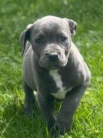 Belgische Bully XL pups te koop, CDV (hondenziekte), Meerdere, 8 tot 15 weken, Meerdere dieren