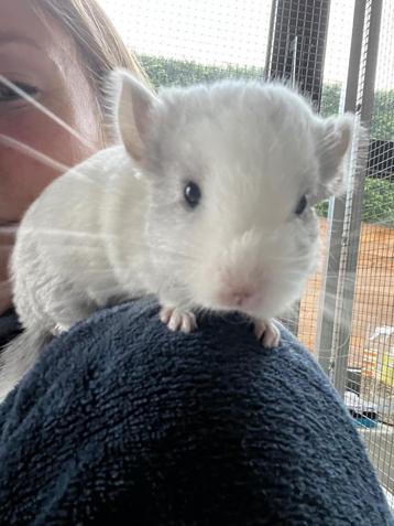 11/9 Twee heel tamme chinchilla curly gendrager bokjes.  beschikbaar voor biedingen