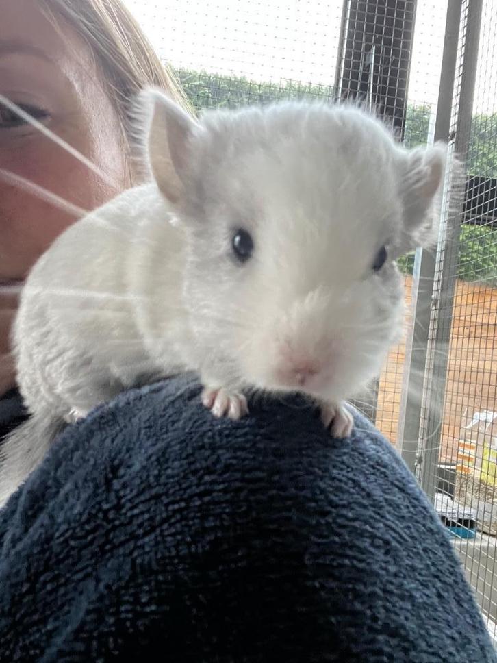 11/9 Twee heel tamme chinchilla curly gendrager bokjes., Dieren en Toebehoren, Knaagdieren, Mannelijk, Chinchilla, September, Tam