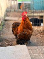 Handtamme cochin kriel haan zoekt nieuw huisje, Dieren en Toebehoren, Pluimvee, Mannelijk, Kip