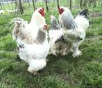 Oeufs Brahma blanc herminé, Kip