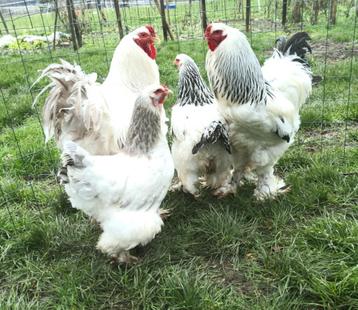 Oeufs Brahma blanc herminé beschikbaar voor biedingen