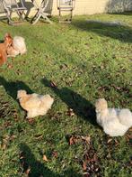 Zijdehoen hennen ras en kleurzuiver, Dieren en Toebehoren, Vrouwelijk, Kip