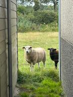 Dekbok schaap, Dieren en Toebehoren, Mannelijk, Schaap, 0 tot 2 jaar