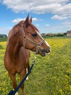 Stalling gezocht, Dieren en Toebehoren, Stalling