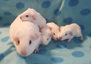 Moeder cavia met 4 jongen disponible aux enchères