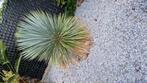 Yucca Rostrata!, Tuin en Terras, Planten | Tuinplanten, Ophalen