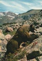 BRUINE  PYRENEEEN BEER, Verzenden, Ongelopen, Wild dier